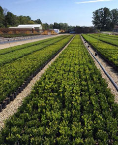boxwood