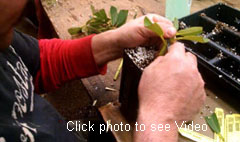 Rhodi graft