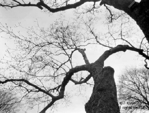 Saucer Magnolia