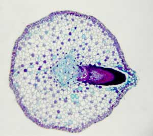 Lateral root formation